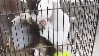 Silver Fantail Breeder Pair