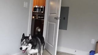 Beautiful dogs life