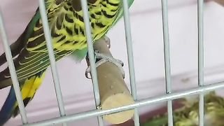 Grey Green hugo Pair