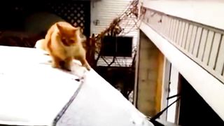 Funny cats compilation 2023 - pet lover like you