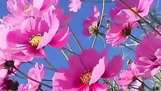 Pin_on_Lưu_nhanh.