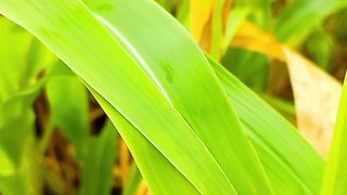 Beautiful Fantastic Nature | 4K View of Nature | Calming | #shortsvideo