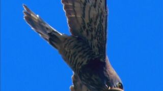 Most Beautiful Birds 32 | Calming Video | Relaxation | Peaceful