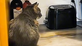Привколи