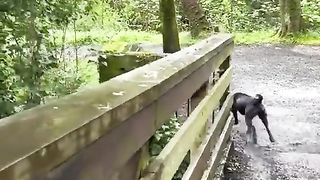 Dog having its own fun.. ????