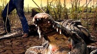 Территория диких крокодилов (сезон 1, серии 4 из 10)