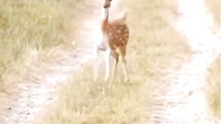 Wild Animals life