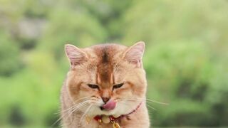 Kitten cute 4