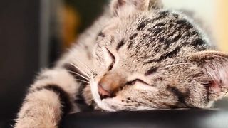 3 crazy facts about cats #cat