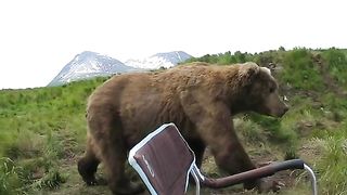 bear sits next to guy