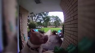 Dog rings doorbell