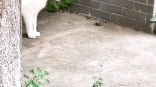 Funny cat video 29