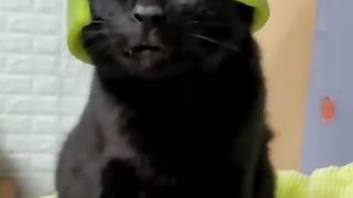 Funny Animal Videos 2022 Best Dogs And Cats Videos ???????? # 55