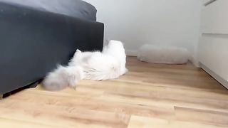 Cute kittens : Funny and cute cat vidéos