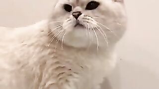 Cat sound to attract cats 2