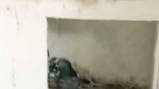 All birds for sale