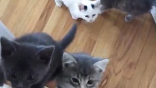 Cats gathering for food