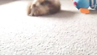 Puppy falling with a colon