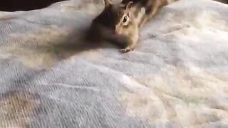 Squirrel enjoying bed
