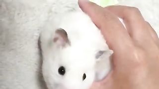 a rat used like a mouse
