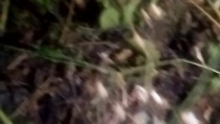 Animal loverd 6