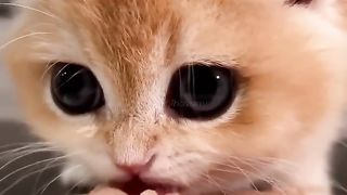 Kucing lucu------ British Shorthair Golden