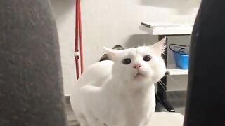 DJ cat
