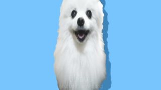 강아지 토카토카 댄스 TOCA TOCA TOCA