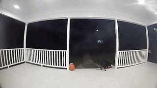 Funny | Porch Pirates: Masters of Mischief | FunFM