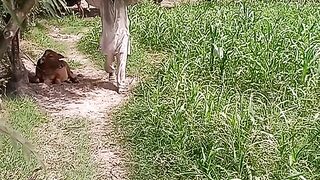 Fields 3