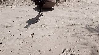 Hen and cook