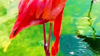 Beautiful birds natural video funny