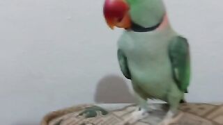 Parrot for sale 2