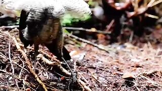 4k Amazing Beautiful Bird #cutebirds #animals #nature