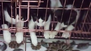 Funny cat 214