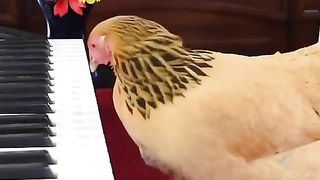 amazin chick
