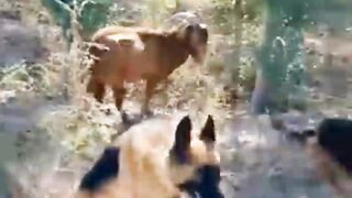 funnyanimals funnydogs funnygoats funnycat