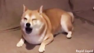 Imagine Doggos - Radioactive