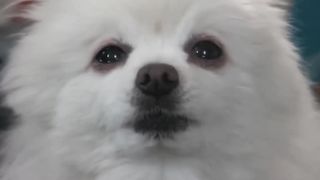 Imagine Doggos - Enemy
