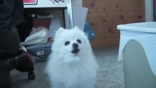 Imagine Doggos - We don't talk anymore