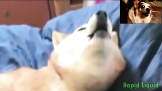 Imagine Doggos - Whatever it takes