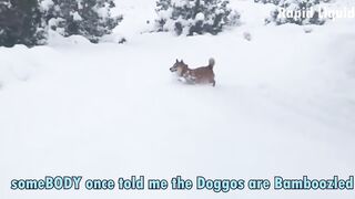 Hey now you're a Bork Star
