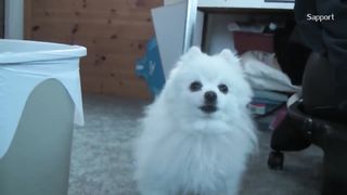 Gabe the Dog - Can Can