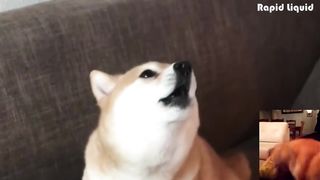 Pumped up Borks