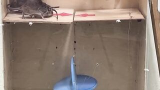 Best rat trap at home
