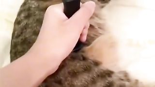 Funny cat videos 17