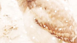 Cute animals owl's funny look@Funtime24