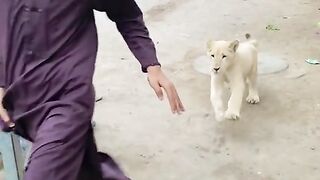 Lion Attack on kid