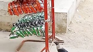 Crow Steal Lays from Shop