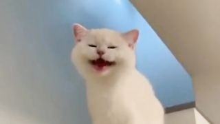 Adorable Cats: Exploring the Charm of Cute Felines